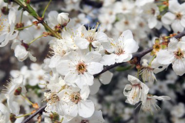 İlk çiçekli ağaçlar