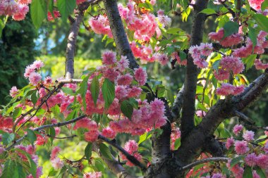 Çiçekli manolya ağacı bahçede