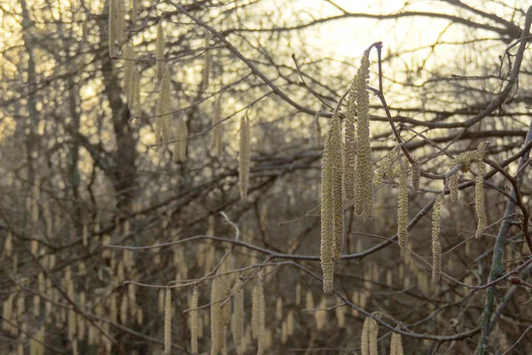 Les premières feuilles sur les arbres — Photo