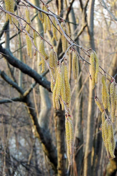 Les premières feuilles sur les arbres — Photo