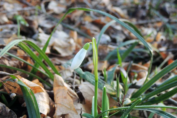 The first spring flowers — Stock Photo, Image