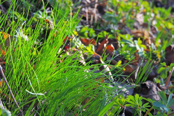 Primeros planos de hierba verde —  Fotos de Stock