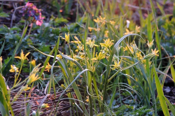 Die ersten Frühlingsblumen — Stockfoto