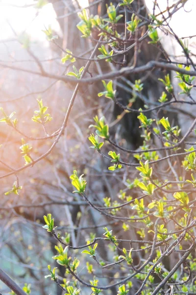 The first leaves on the trees — Stock Photo, Image