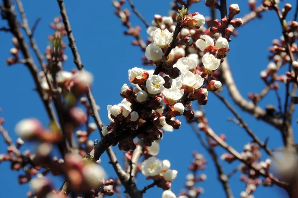 Les premiers arbres à fleurs — Photo