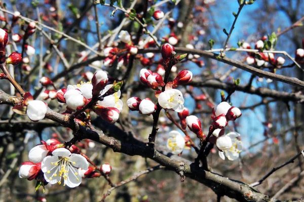 Les premiers arbres à fleurs — Photo