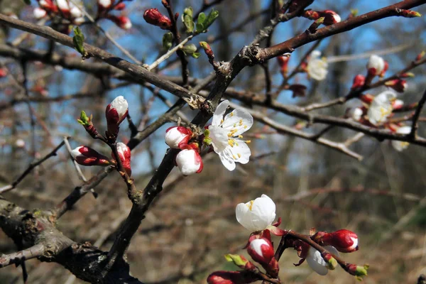 Les premiers arbres à fleurs — Photo