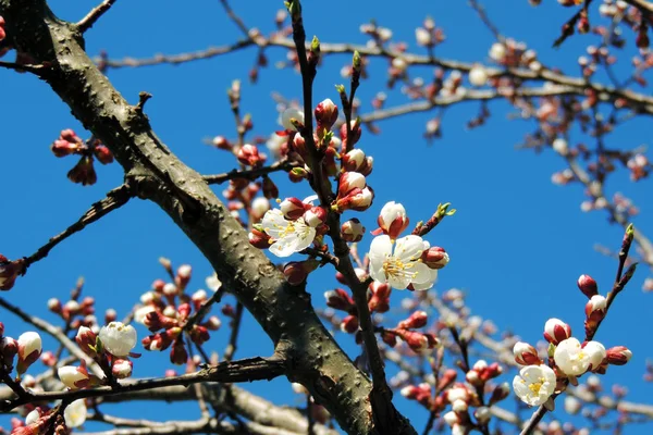 Les premiers arbres à fleurs — Photo