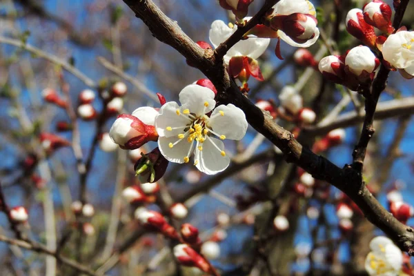 Les premiers arbres à fleurs — Photo