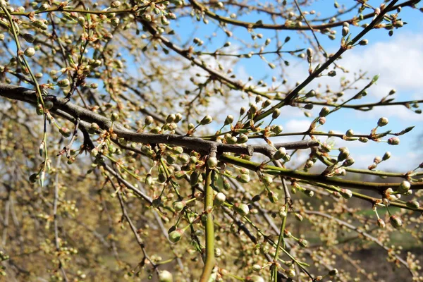 The first leaves on the trees — Stock Photo, Image