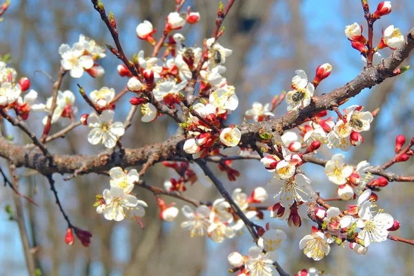 The first flowering trees — Stock Photo, Image