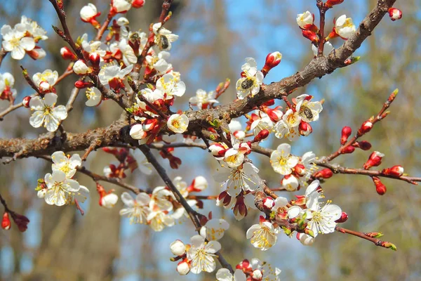 Первые цветущие деревья — стоковое фото