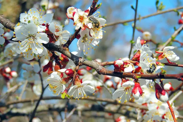 The first flowering trees — Stock Photo, Image