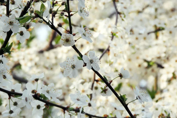 Les premiers arbres à fleurs — Photo