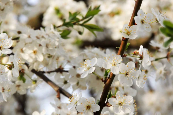 Les premiers arbres à fleurs — Photo