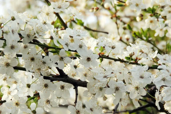 Les premiers arbres à fleurs — Photo