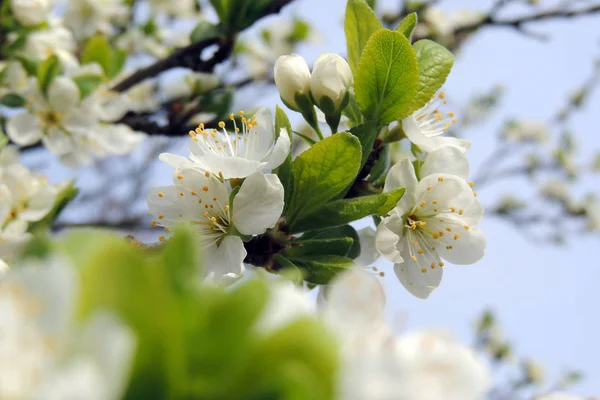 První kvetoucí stromy — Stock fotografie