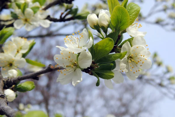 Les premiers arbres à fleurs — Photo