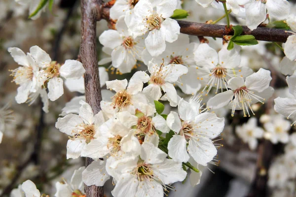 The first flowering trees — Stock Photo, Image