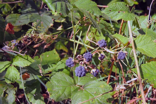 Blackberry na floresta — Fotografia de Stock