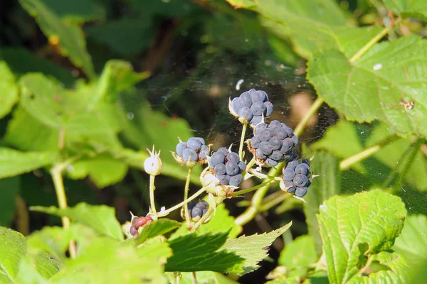 BlackBerry i skogen — Stockfoto