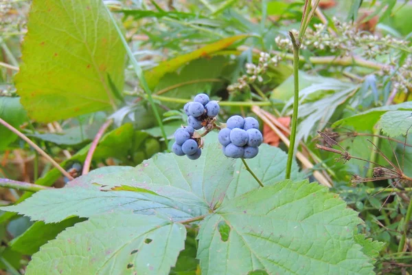 Blackberry na floresta — Fotografia de Stock