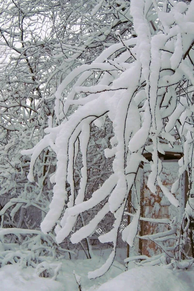 Invierno nevado. nieve. escarcha — Foto de Stock