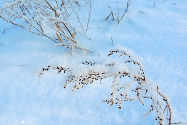 Snöig vinter. snö. frost — Stockfoto