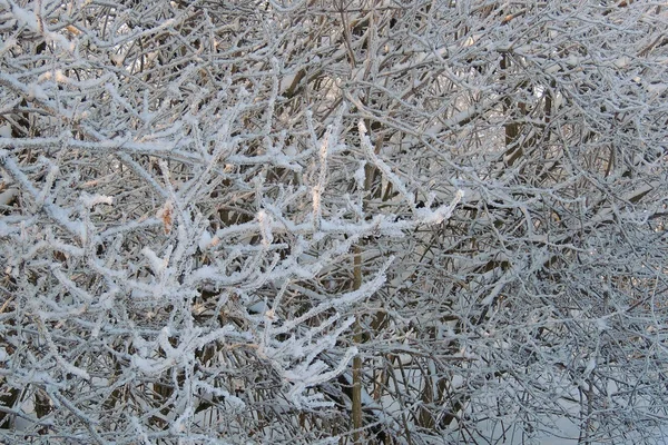 Schneereicher Winter. Schnee. Frost — Stockfoto