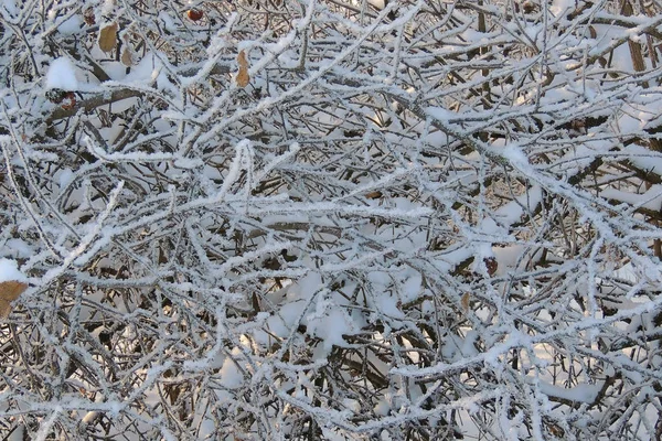 Schneereicher Winter. Schnee. Frost — Stockfoto