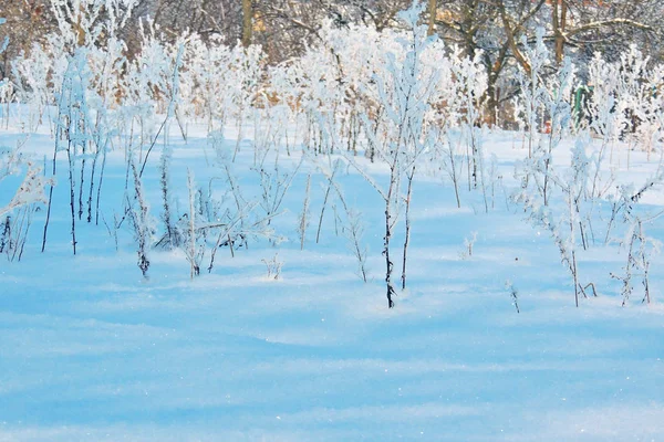 Schneereicher Winter. Schnee. Frost — Stockfoto