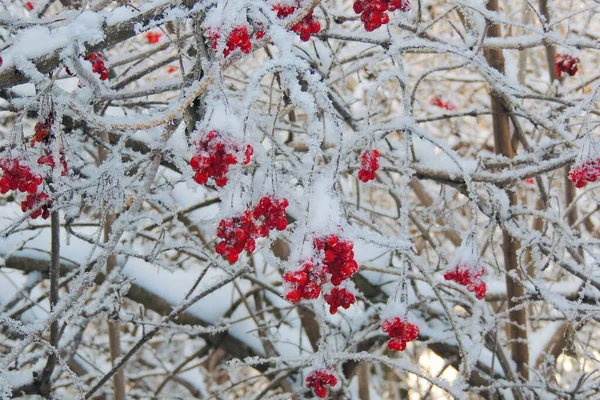 雪の中でガマズミ属の木 — ストック写真