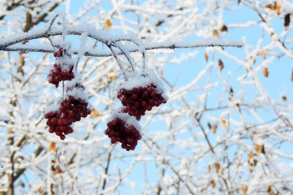 Viburnum στο χιόνι — Φωτογραφία Αρχείου