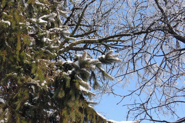 Schneereicher Winter. Schnee. Frost — Stockfoto