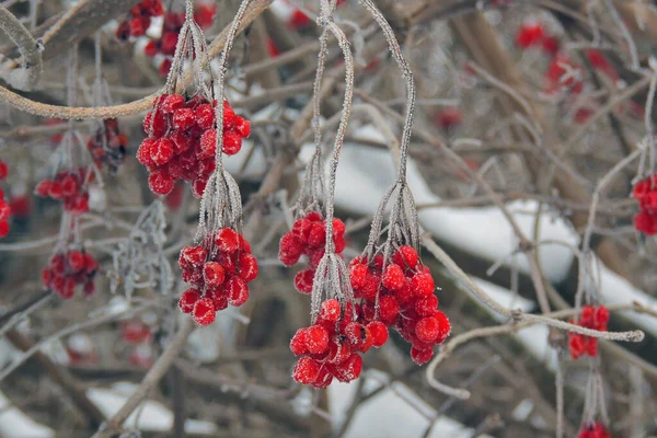 Viburnum nella neve — Foto Stock