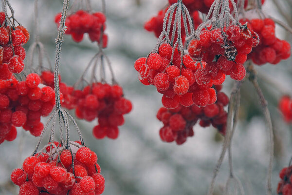 viburnum in the snow