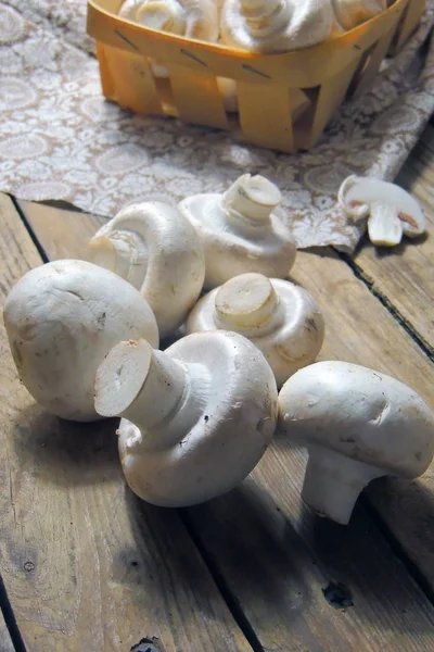 Champignon champignon fermer — Photo