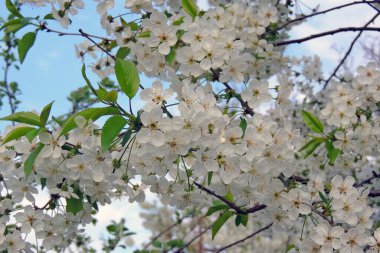 Bahar ağaçlarının rengi