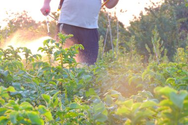 Colorado Patates böceği