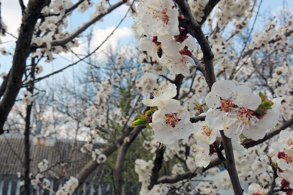 Bahar ağaçlarının rengi — Stok fotoğraf