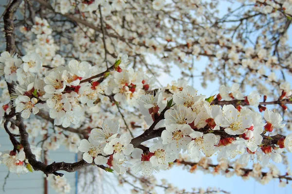 Bahar ağaçlarının rengi — Stok fotoğraf