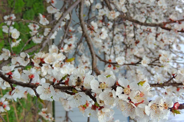 Bahar ağaçlarının rengi — Stok fotoğraf