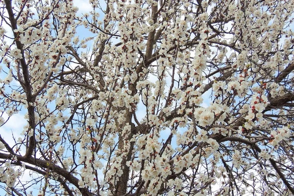 Kleur van de lentebomen — Stockfoto