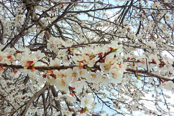 Bahar ağaçlarının rengi — Stok fotoğraf