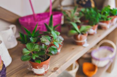 Çiçekçinin rafındaki yeşil bitkiler