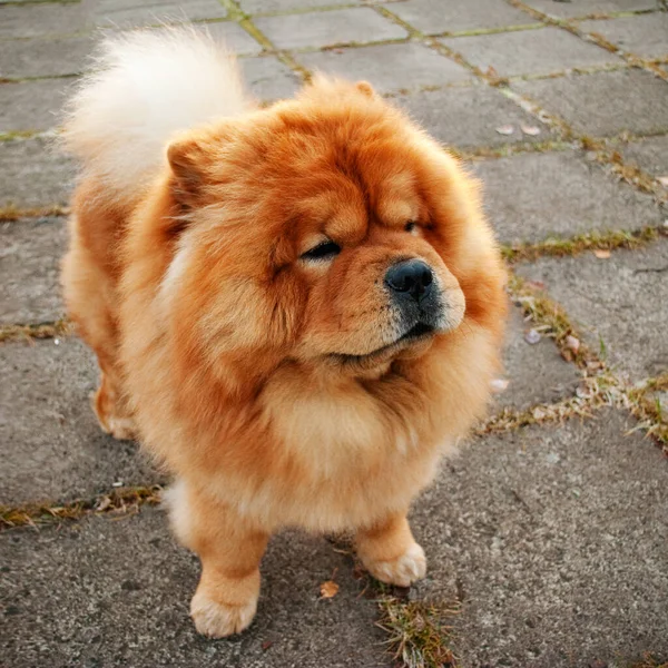 一只毛茸茸的棕色狗的照片 — 图库照片