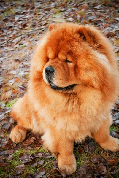 毛茸茸的褐色狗坐着 — 图库照片
