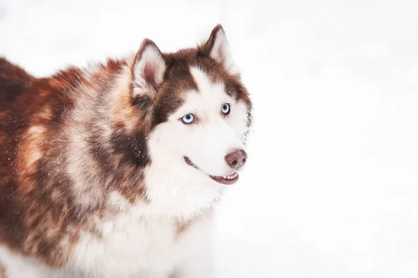 Husky Pies Niebieskimi Oczami Zimie — Zdjęcie stockowe