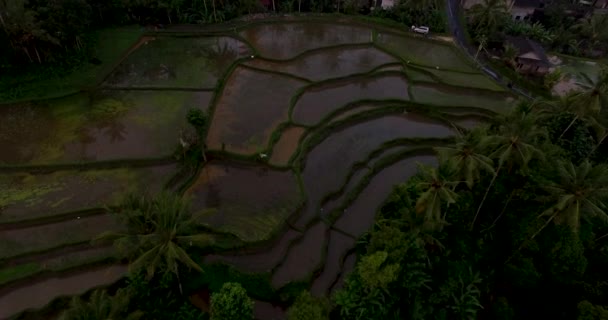 Filmagem aérea do terraço de arroz no pôr do sol perto de Ubud, Bali — Vídeo de Stock