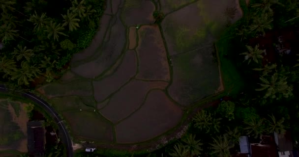 Letecké záběry rýžové terasy na západ slunce v blízkosti Ubud, Bali — Stock video